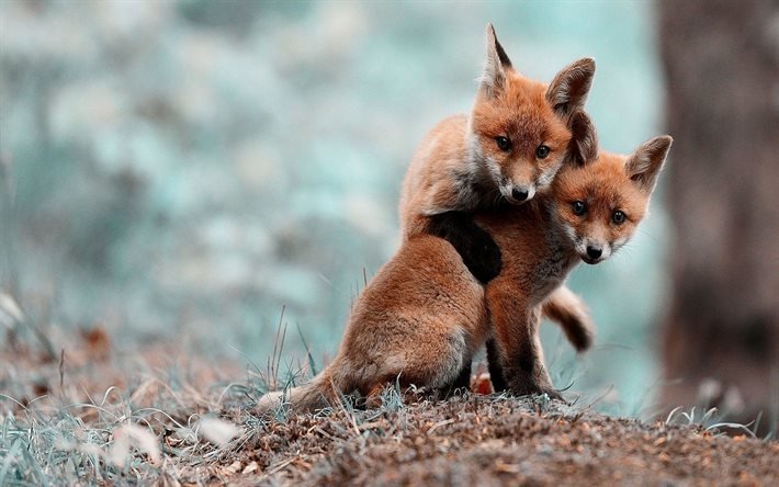 wildlife, fauna, zwei fox