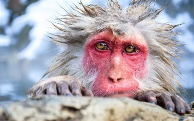 macaca fuscata, macacos japoneses, mojado mono, la isla de yakushima