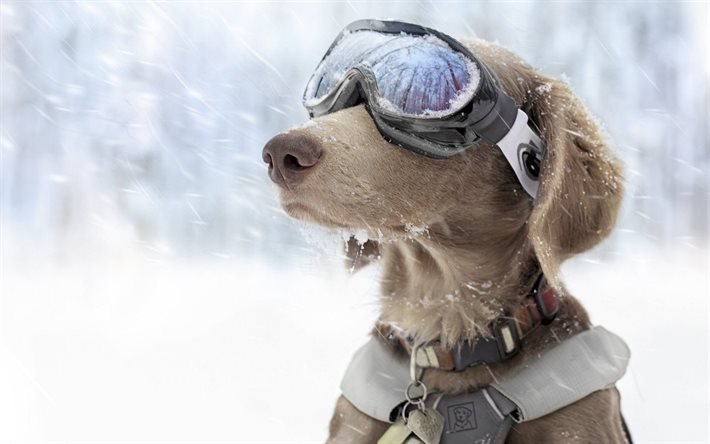 雪のパトロール, メガネ, 犬, カラー