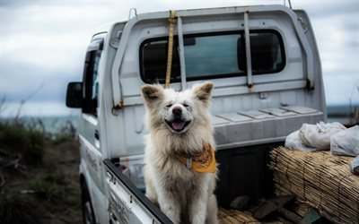 japanese breed, dog, akita inu, pickup, amori prefecture