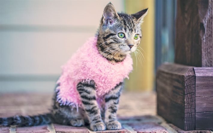 kitty, glamorous kitty, pink vest