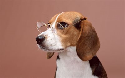 mascotas, perro, gafas, retrato