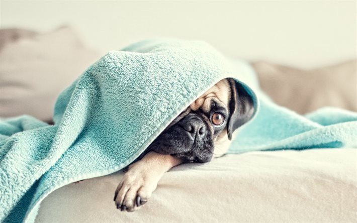 blanket, pug, pet, divertente