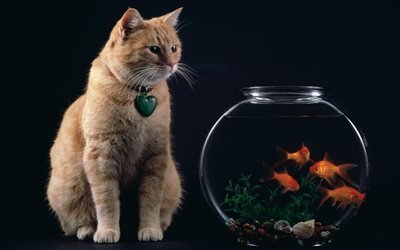 peces de colores, gato rojo, acuario