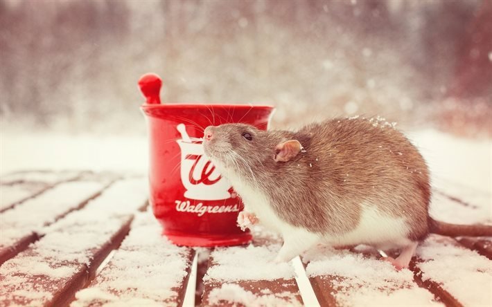 red cup, snow-covered table, rat