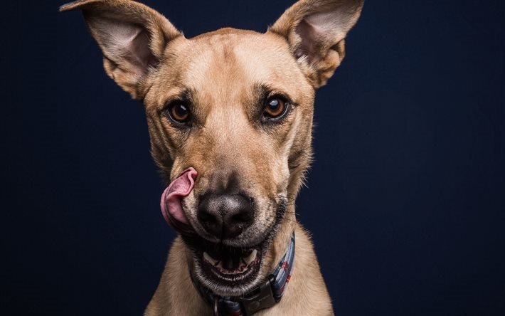 chien, animal de compagnie, portrait