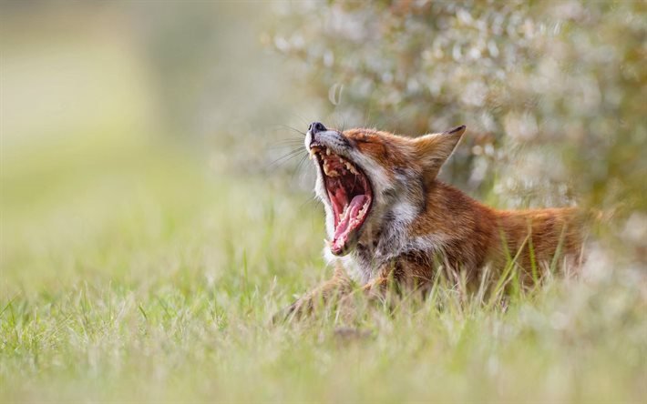 fox, fauna, nature, yawn