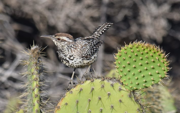 cactus wren, aves, la fauna, campylorhynchus