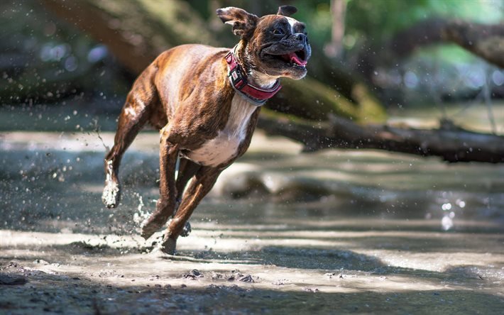 c&#227;o, animais de estima&#231;&#227;o, a p&#233;