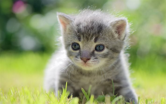 little kitten, gray kitten, cute animals, gray cat