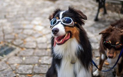 chien, les animaux de compagnie, les lunettes de, glamour