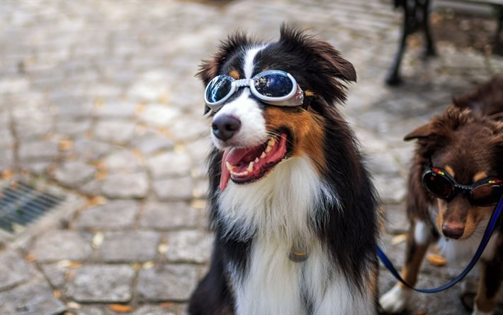 c&#227;o, animais de estima&#231;&#227;o, &#243;culos, glamour