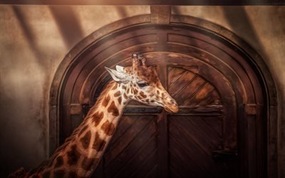 girafa, animais, porta