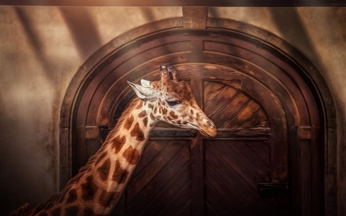 giraffe, animals, door