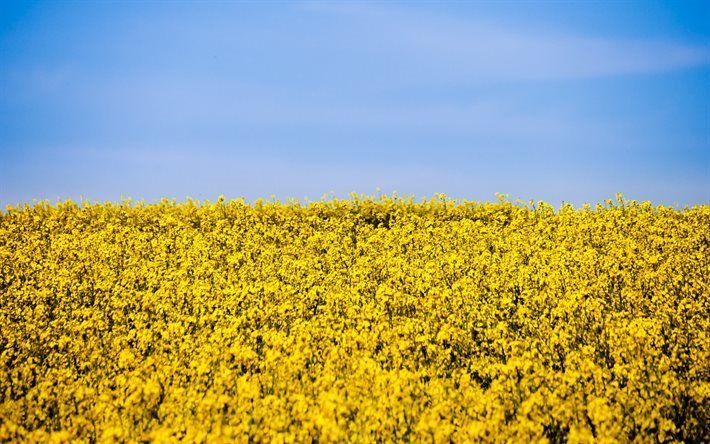 bandiera dell&#39;ucraina, stupro, seta, i simboli di ucraina, cielo blu, ucraina