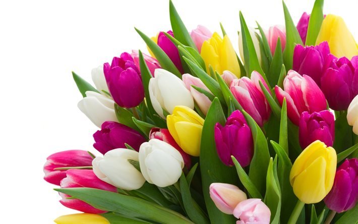 les bouquets de fleurs, les tulipes, un gros bouquet