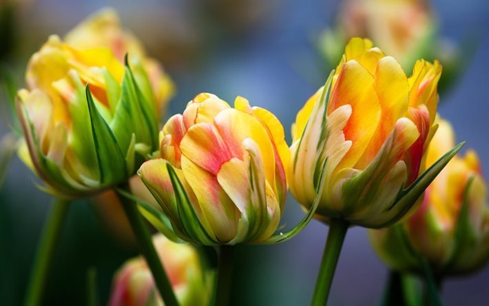 les tulipes, de belles fleurs, jaune-rouge tulipes, un bouquet de tulipes