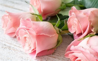 バラ, バラの花束, 美しい花, 花束無料, ピンク色のバラ