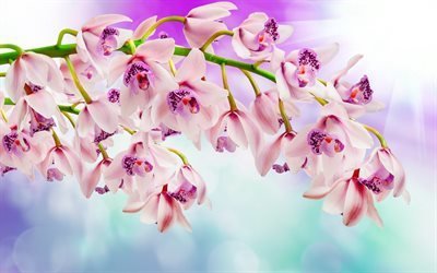 الزهور الجميلة, بساتين الفاكهة, pink orchid, سحلية فرع