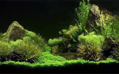 les algues, aquarium, algues vertes