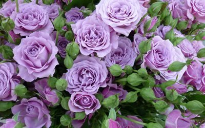 ライラックバラ, バラ, バラ色, 花背景, 色, 紫色のバラ