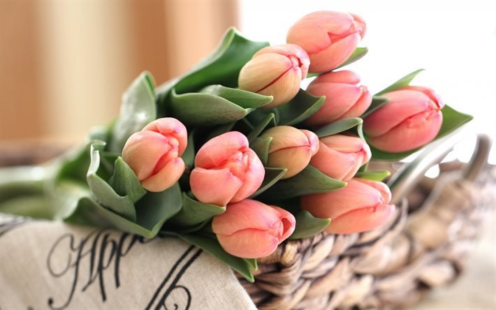 les tulipes, un bouquet de tulipes, printemps, tulipes roses