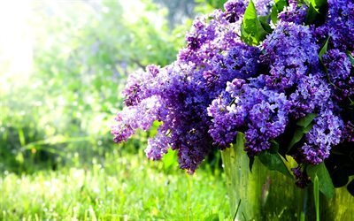 busok, spring flowers, lilac, spring