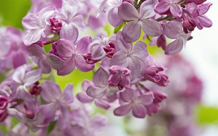 v&#229;ren, busok, lila, v&#229;ren blommar, lila blommor