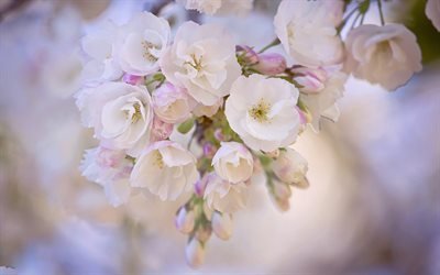 cherry blossoms, white flowers, spring