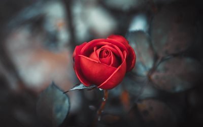 rose, fiore, chervona troyanda, rosa rossa