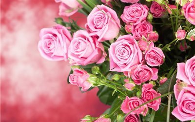 buqu&#234; livre, flores, rosa, rosas cor-de-rosa, lindas flores, rosas, um buqu&#234; de rosas