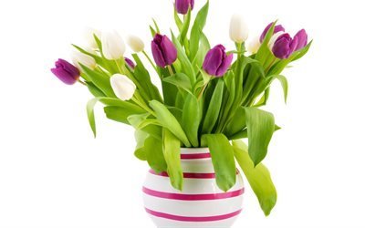 tulipas, tulipas brancas, um buqu&#234; de tulipas, roxo tulipas