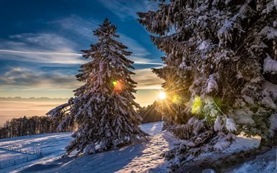 sunset, albero, inverno, neve