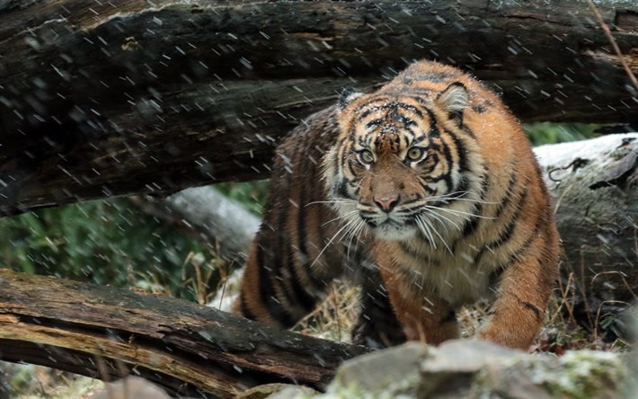 tiger, wildlife, saalistajat, sumatran tiikeri