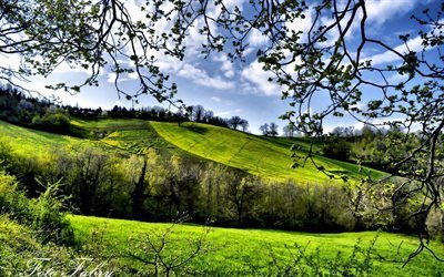 green fields, spring, green grass, sunny weather