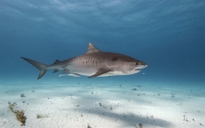underwater world, shark, sea, predators