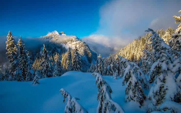 british columbia, vancouver, north shore, inverno, neve, albero, montagne, canada