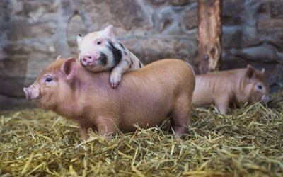 farm, pig, friends, hay, cute piglets, pigs, hay farm