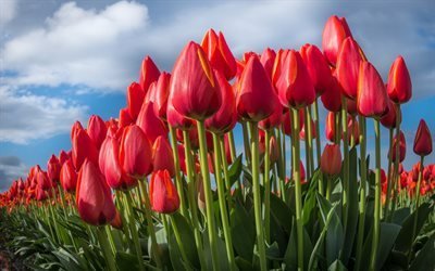 tulipani rossi, campo di tulipani, fiori rossi, tulipani, rose giardino del paradiso