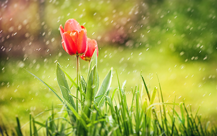 tulipas vermelhas, chuva, bokeh, desfoque, gotas de &#225;gua