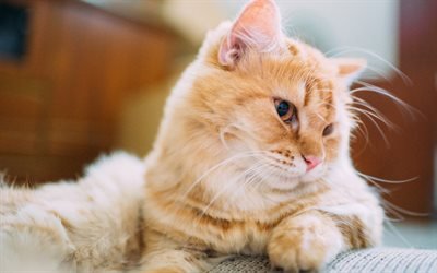 Ginger cat, pets, cute animals, fluffy cat, cats