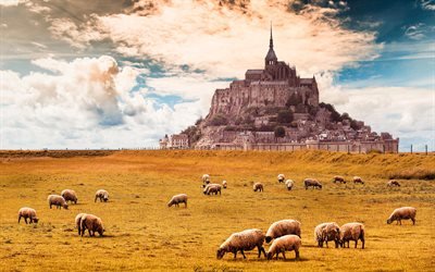 Mont-Saint-Michel, field, sheep, castle, Normandy, France