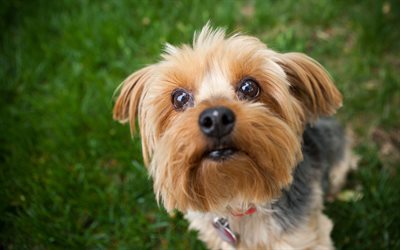 Yorkshire Terrier, 4k, cute dog, lawn, Yorkie, close-up, fluffy dog, dogs, cute animals, pets, Yorkshire Terrier Dog