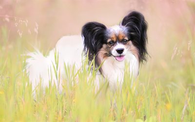 Papillon dog, Continental Toy Spaniel, cute longhair dog, small dog, pets, dogs