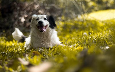 Border Collie, forest, cute animals, bokeh, dogs, Border Collie Dog