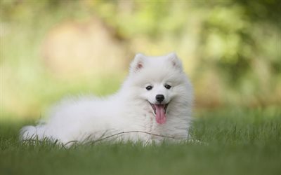 Samoyedo, c&#233;sped, perro blanco, cachorro, animales lindos, peque&#241;os Samoyedo, peludo perro, perros, mascotas, Perro Samoyedo