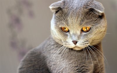イギリスShorthair, 黄色で目の, 国内猫, ペット, 猫, かわいい動物たち, イギリスShorthair猫