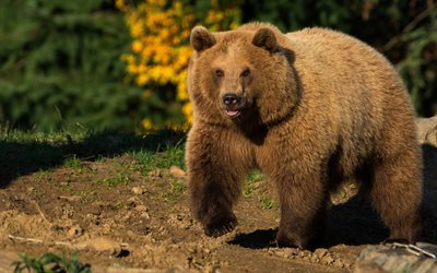 brown bear, predators, Russia, bears, wildlife, hunting, dangerous animals