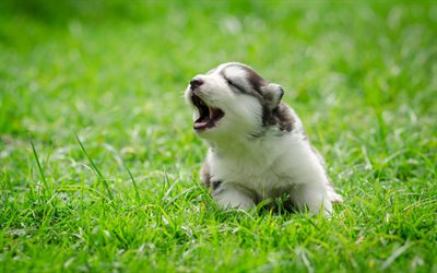 ハスキー, 4k, ペット, 芝生, かわいい動物たち, 子犬, シベリアンハスキー, 犬, シベリアンハスキー犬