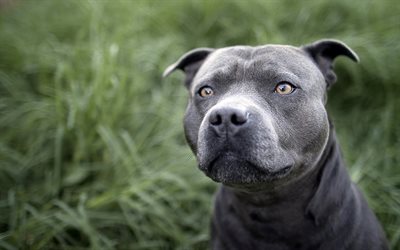 Pit Bull Terrier, close-up, bokeh, cinza pitbull, focinho, cachorros, Pit Bull, animais de estima&#231;&#227;o, Pit Bull Dog